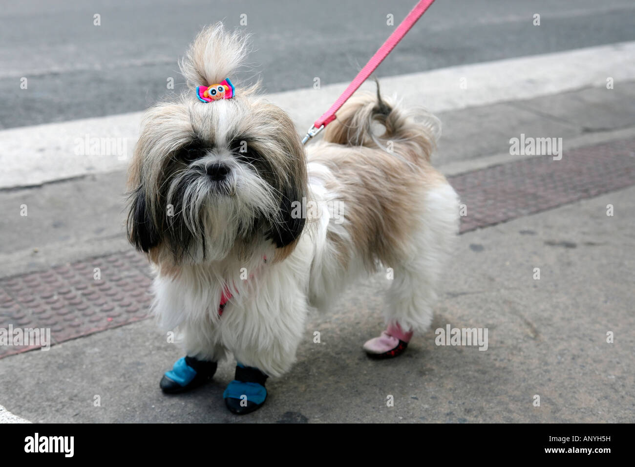 cute and funny Shih Tzu or Lhasa Apso with little blue and pink slipper Stock Photo