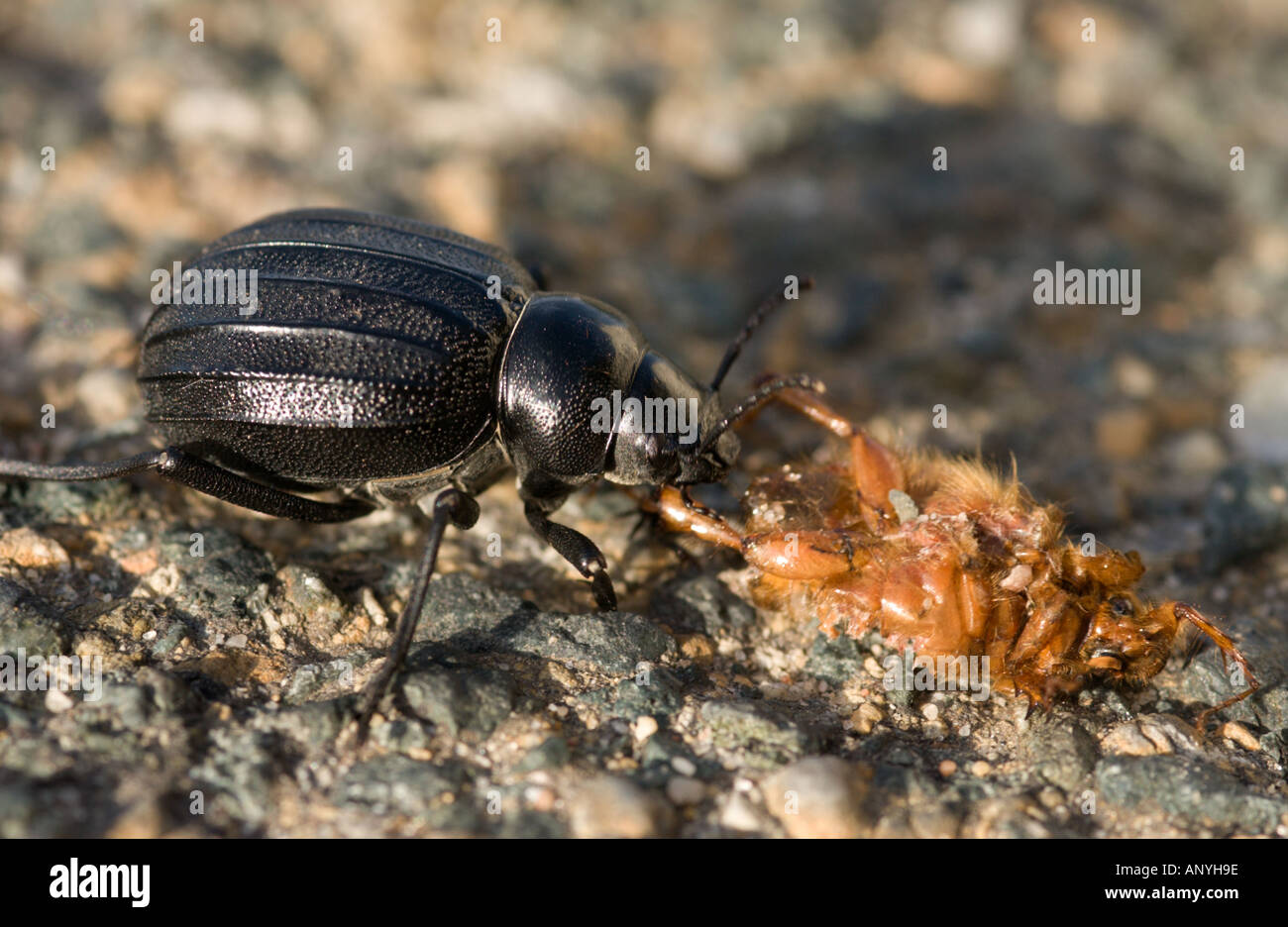 Black ground beetle from Carabidae family feeding on other insect's