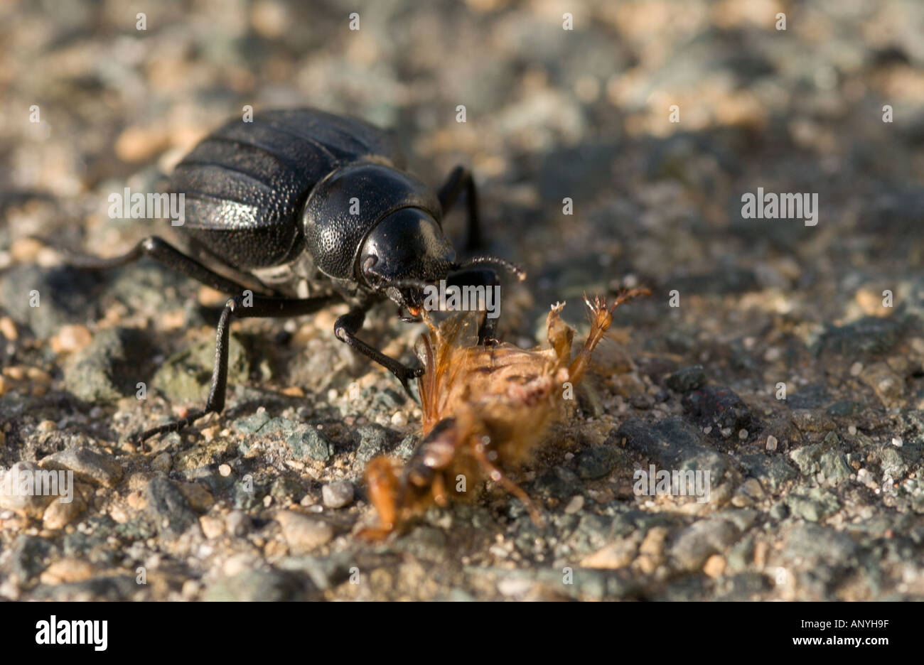 Black ground beetle from Carabidae family feeding on other insect's carrion, Doñana NP, Spain Stock Photo