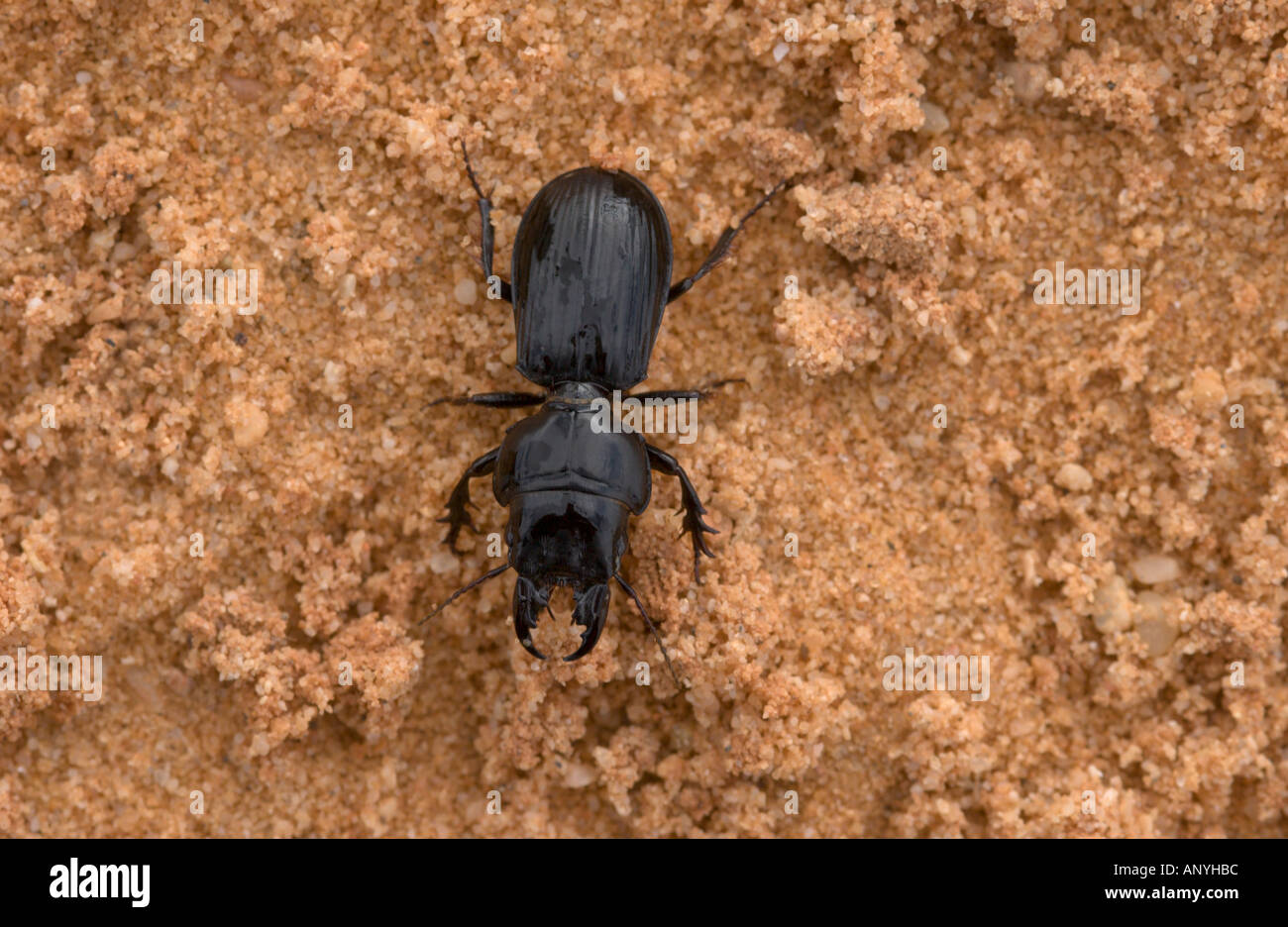 Black ground beetle, Doñana NP, Spain Stock Photo