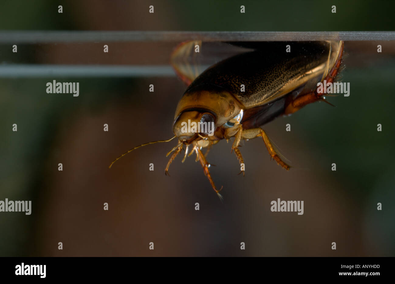 Great Diving Beetle (Dytiscus marginalis) underwater, collecting air bubble at the surface to