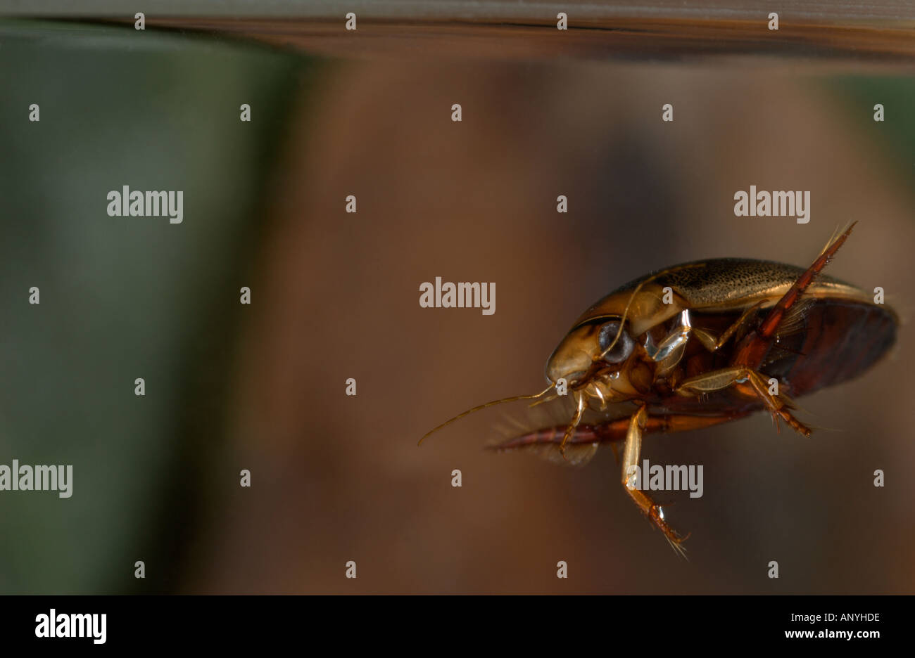 Great Diving Beetle (Dytiscus marginalis) underwater, swimming Stock Photo Alamy