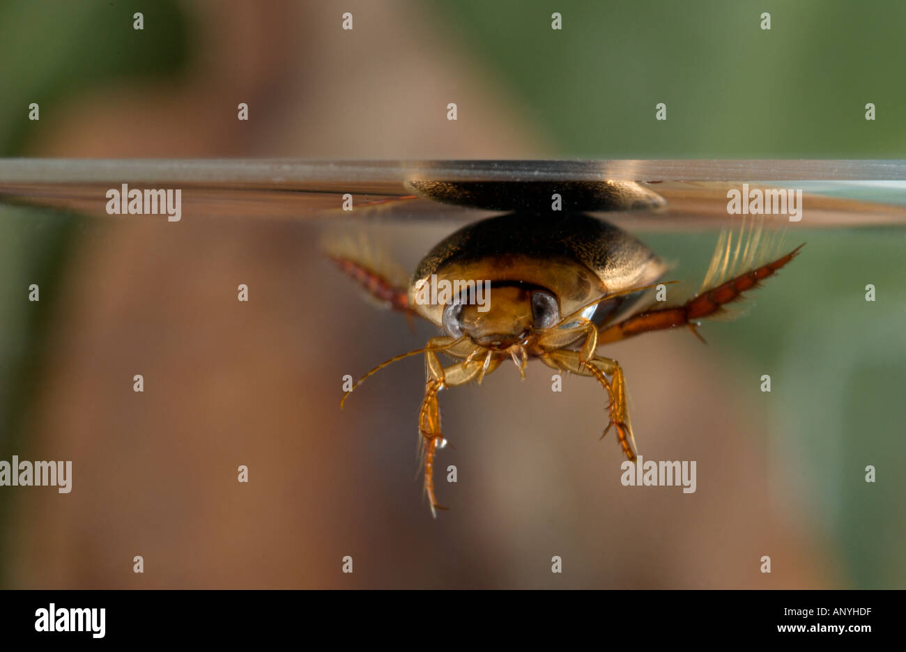 Great Diving Beetle (Dytiscus marginalis) underwater, collecting air bubble at the surface to