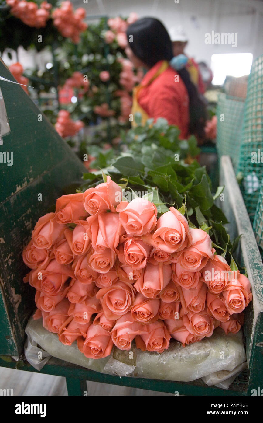 Colombia is the world's second largest exporter of cut flowers Stock