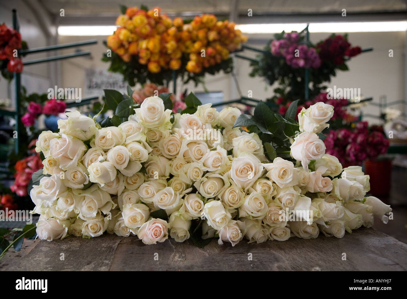 Colombian long stem Roses are prepared for international export. Stock Photo