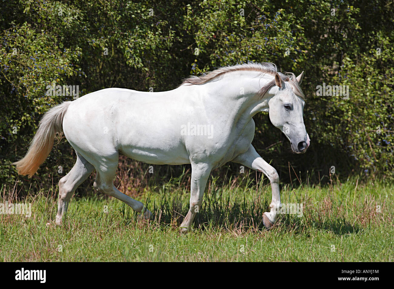 White Horse Walking On Hi res Stock Photography And Images Alamy white-horse-walking-on-hi-res-stock-photography-and-images-alamy