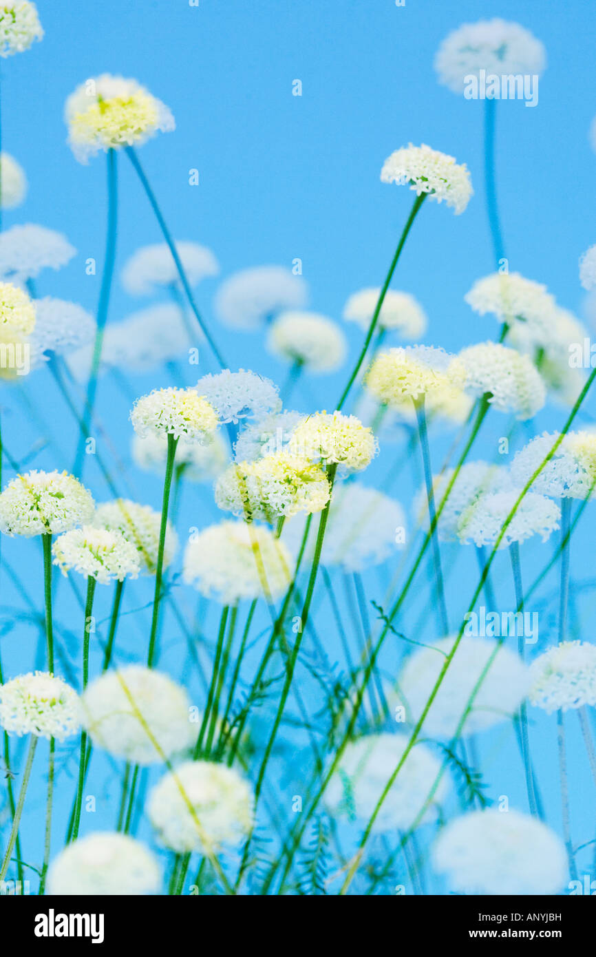 Studio shot of Cotton Lavender against a vivid blue background Stock Photo