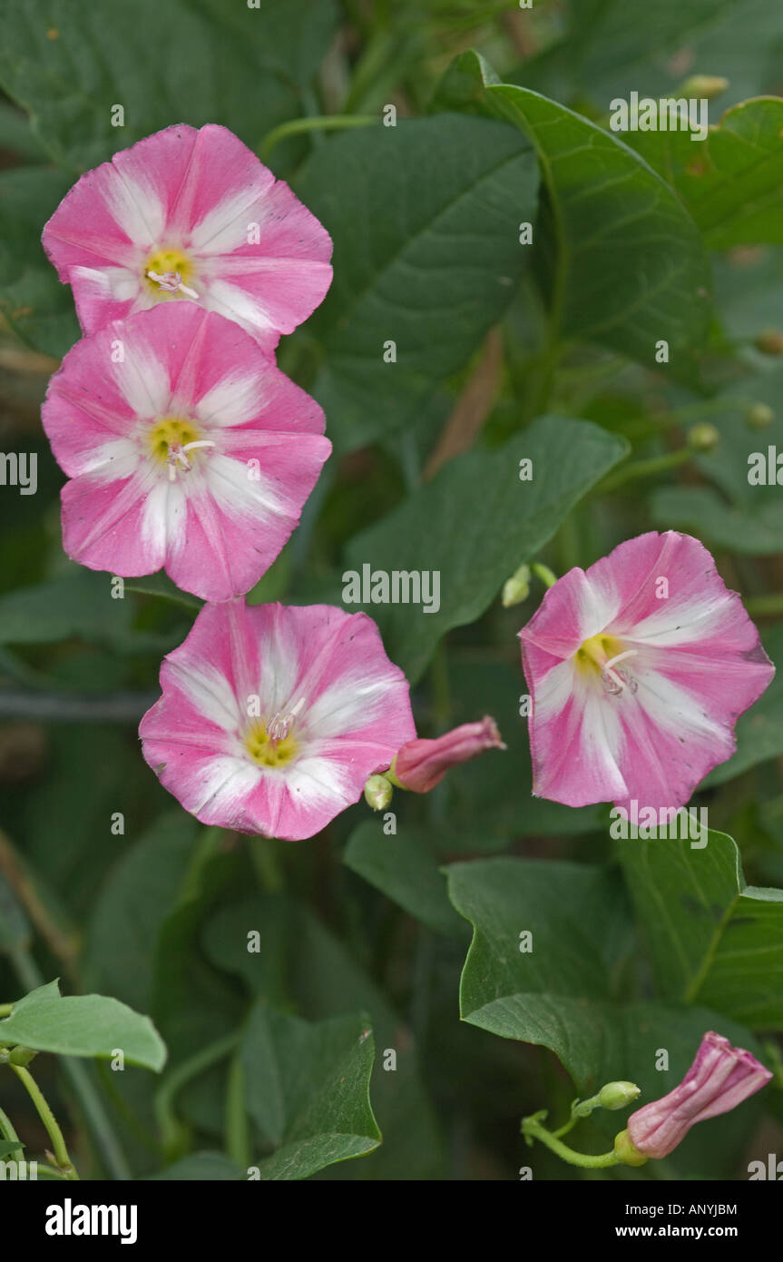 Field Bindweed (Convolvulus arvensis) flowers Stock Photo Alamy