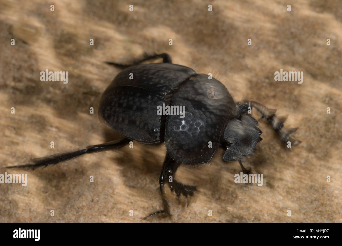 Scarebeus Burying beetle sand hi-res stock photography and images - Alamy