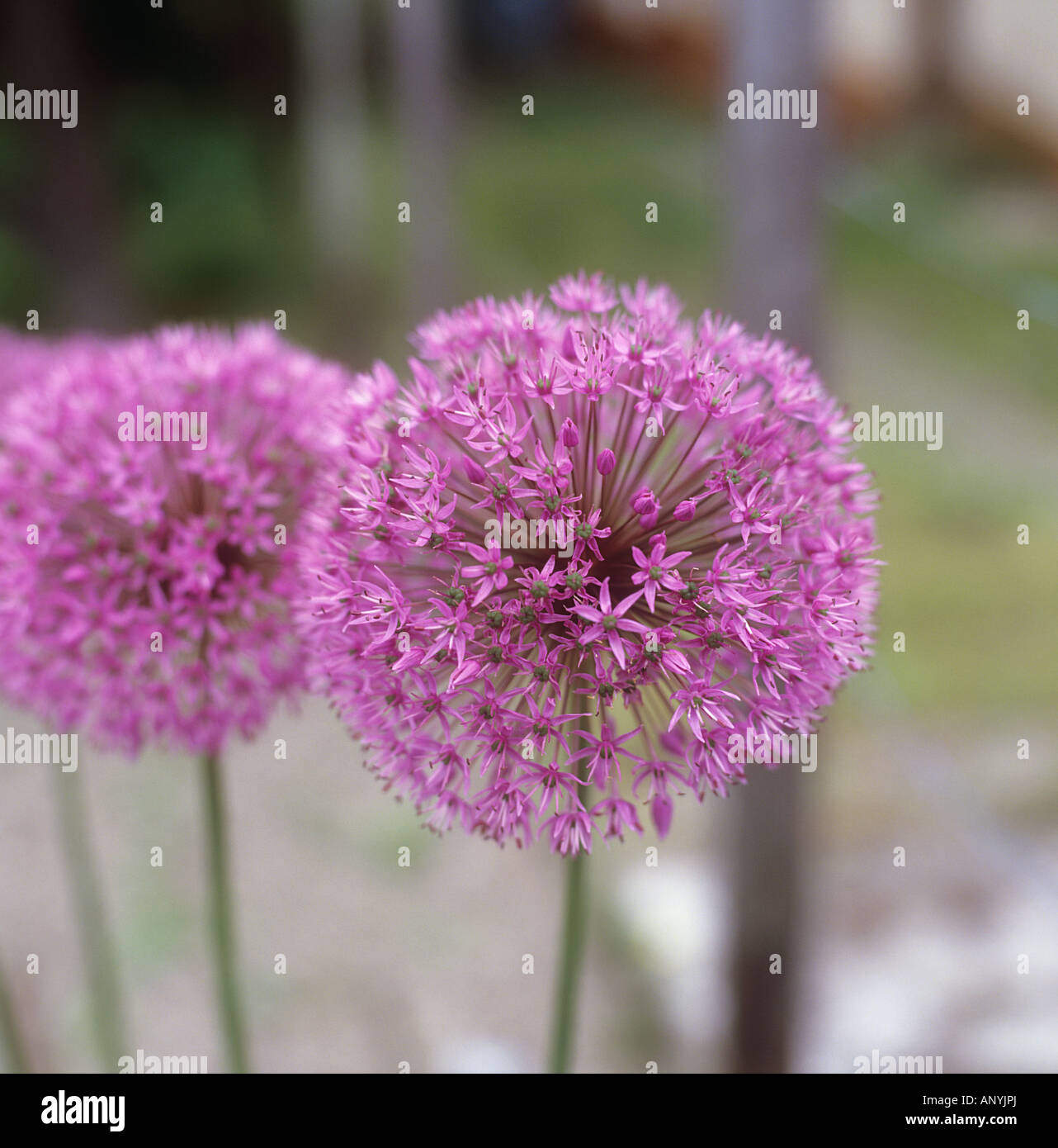 giant onion blossom / Allium giganteum Stock Photo Alamy