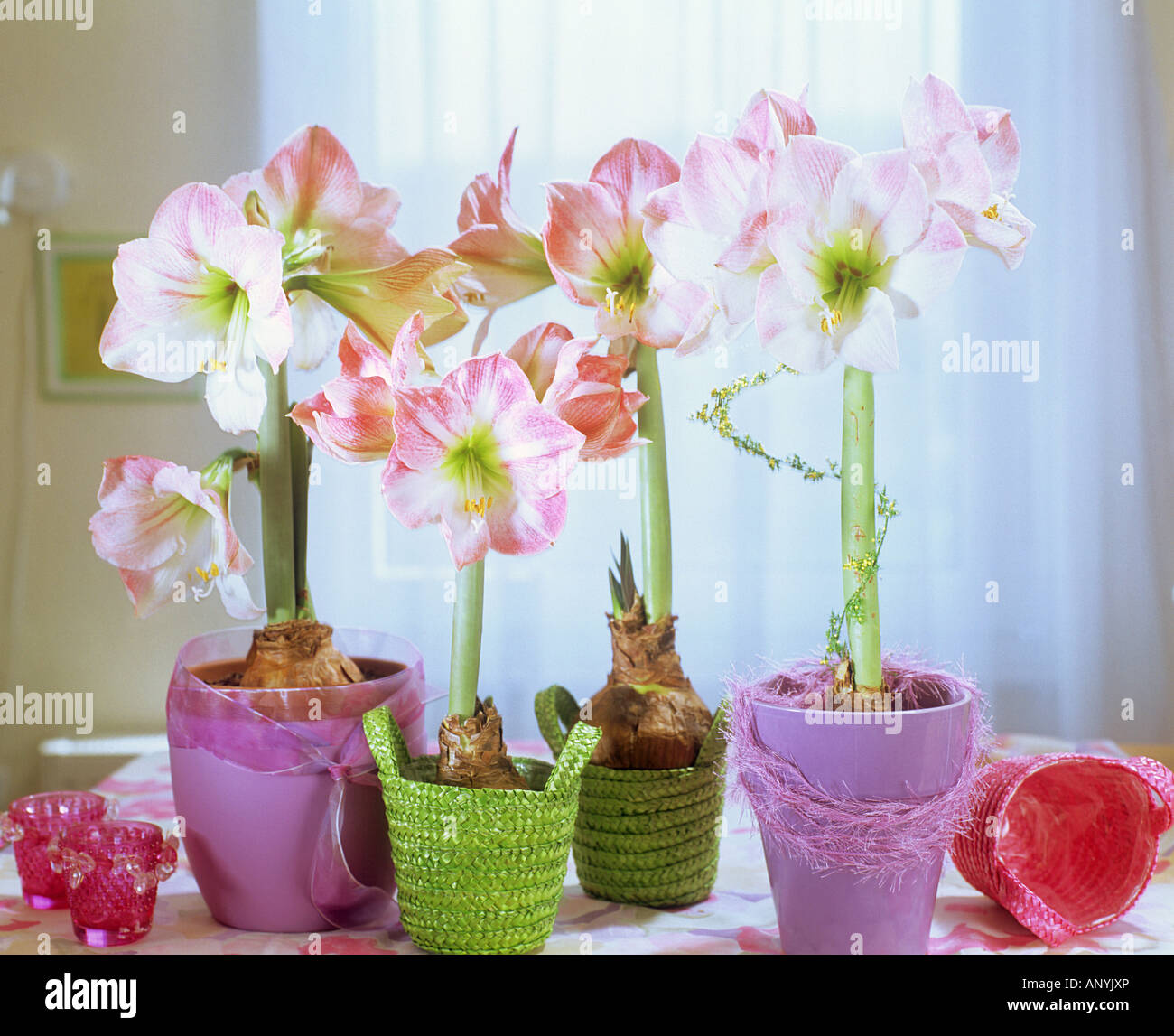 Belladonna Lily Stock Photo