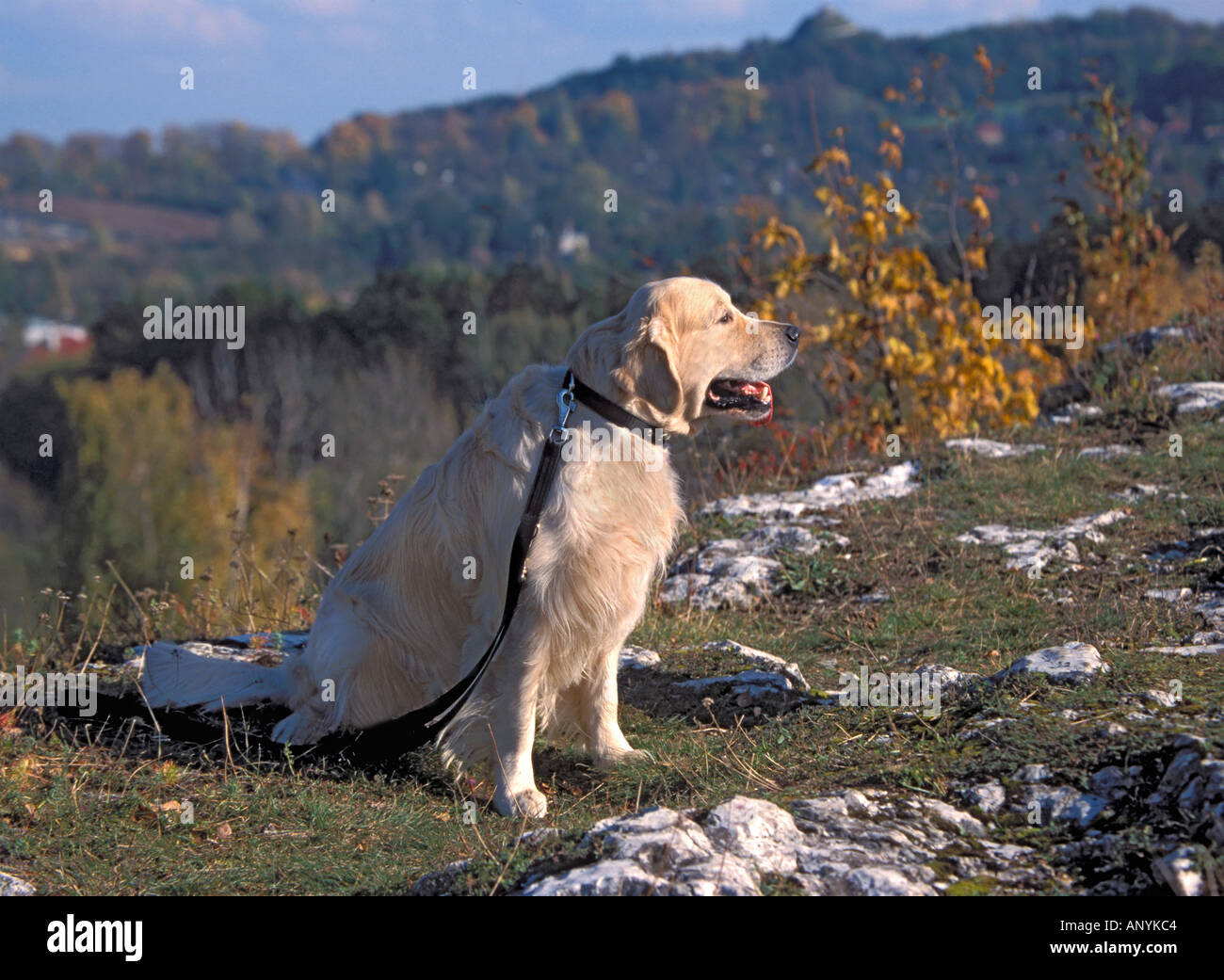 Golden Retriever dog sitting Stock Photo - Alamy