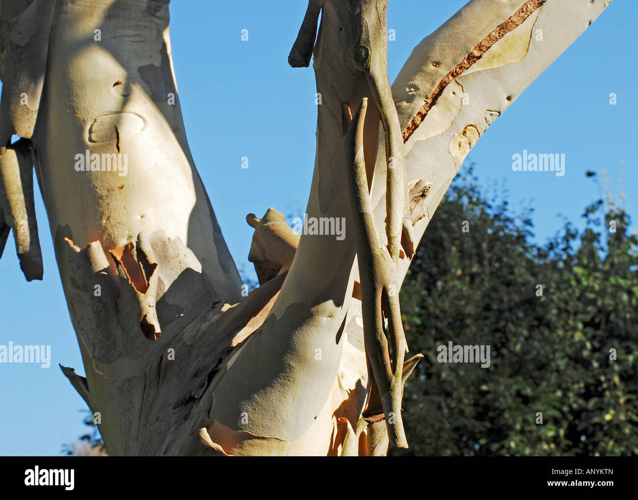 Eucalyptus coccifera Stock Photo