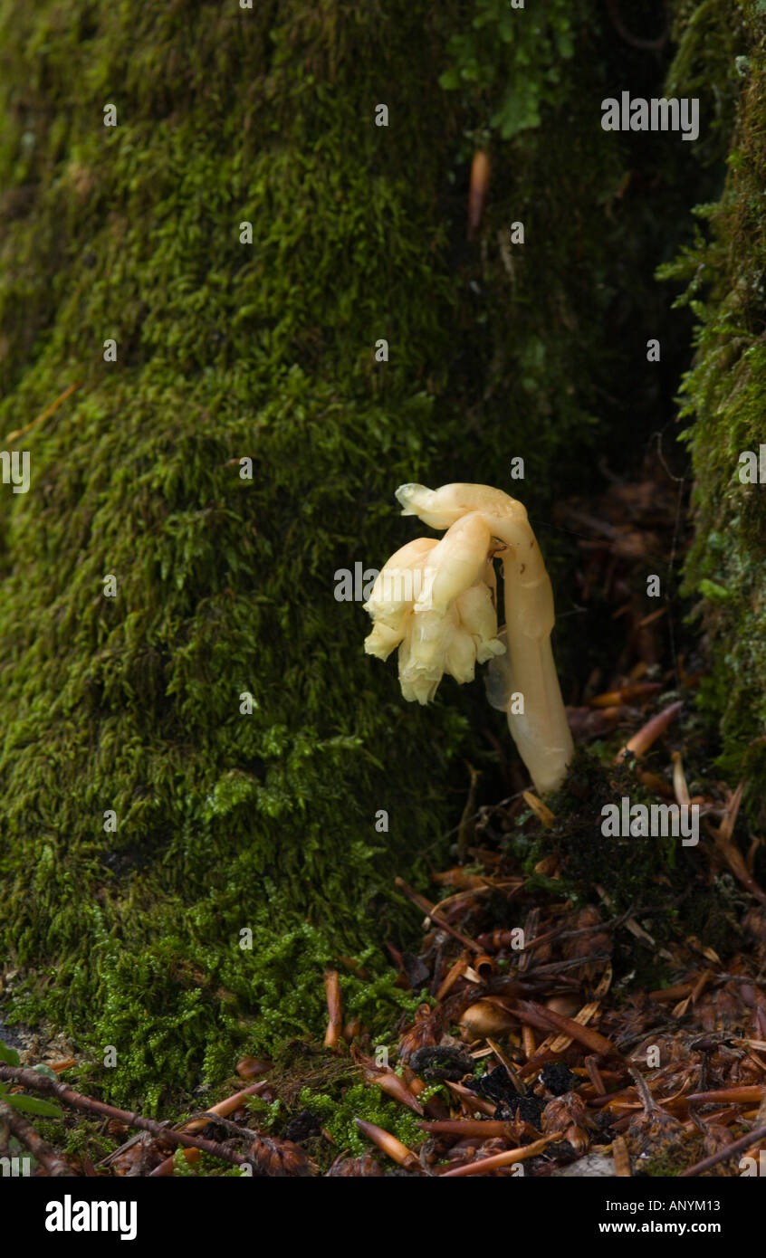 Indian Pipe (Monotropa hypopitys) saprophitic plant , Aran valley, Spain Stock Photo