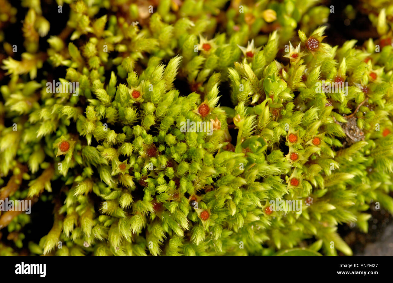 Schistidium apocarpum (Schistidium moss), Aran valley, Spain Stock Photo