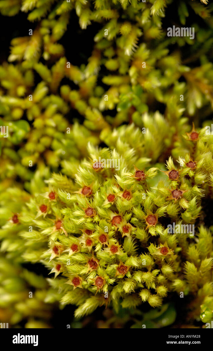 Schistidium apocarpum (Schistidium moss), Aran valley, Spain Stock Photo