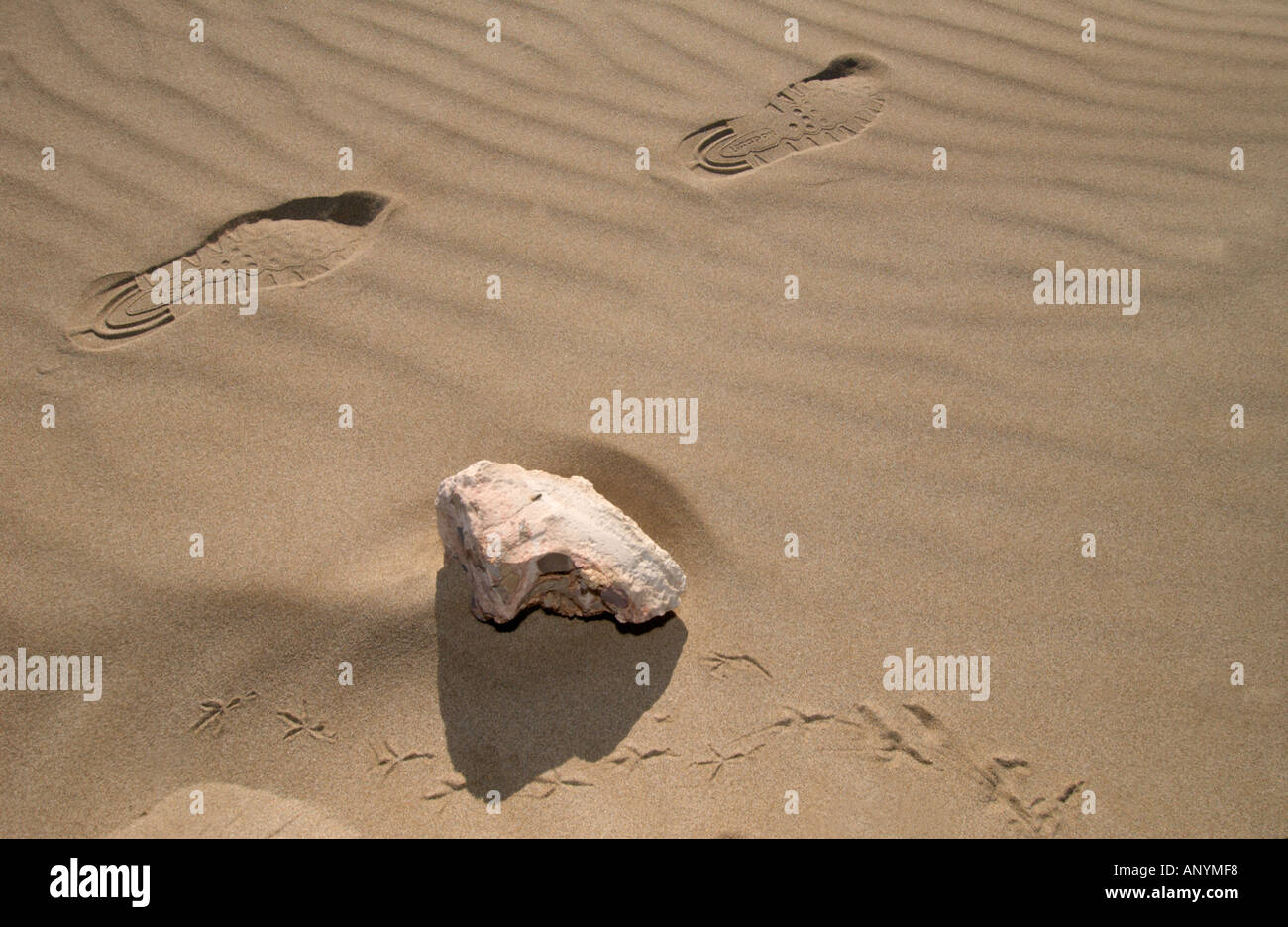 Sand dune with ripple marks, stone and human tread Stock Photo