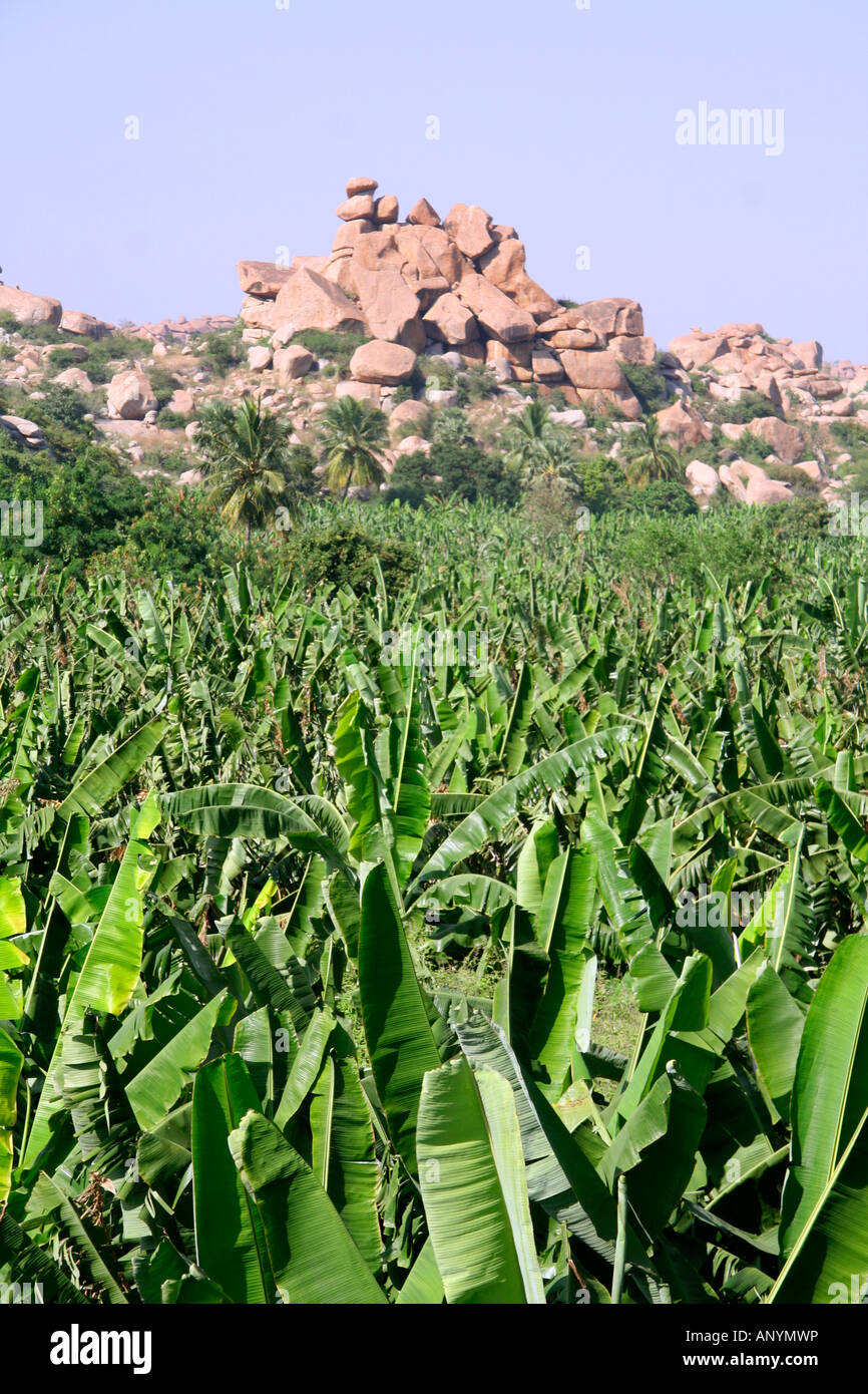 banana plantation in hampi india Stock Photo Alamy