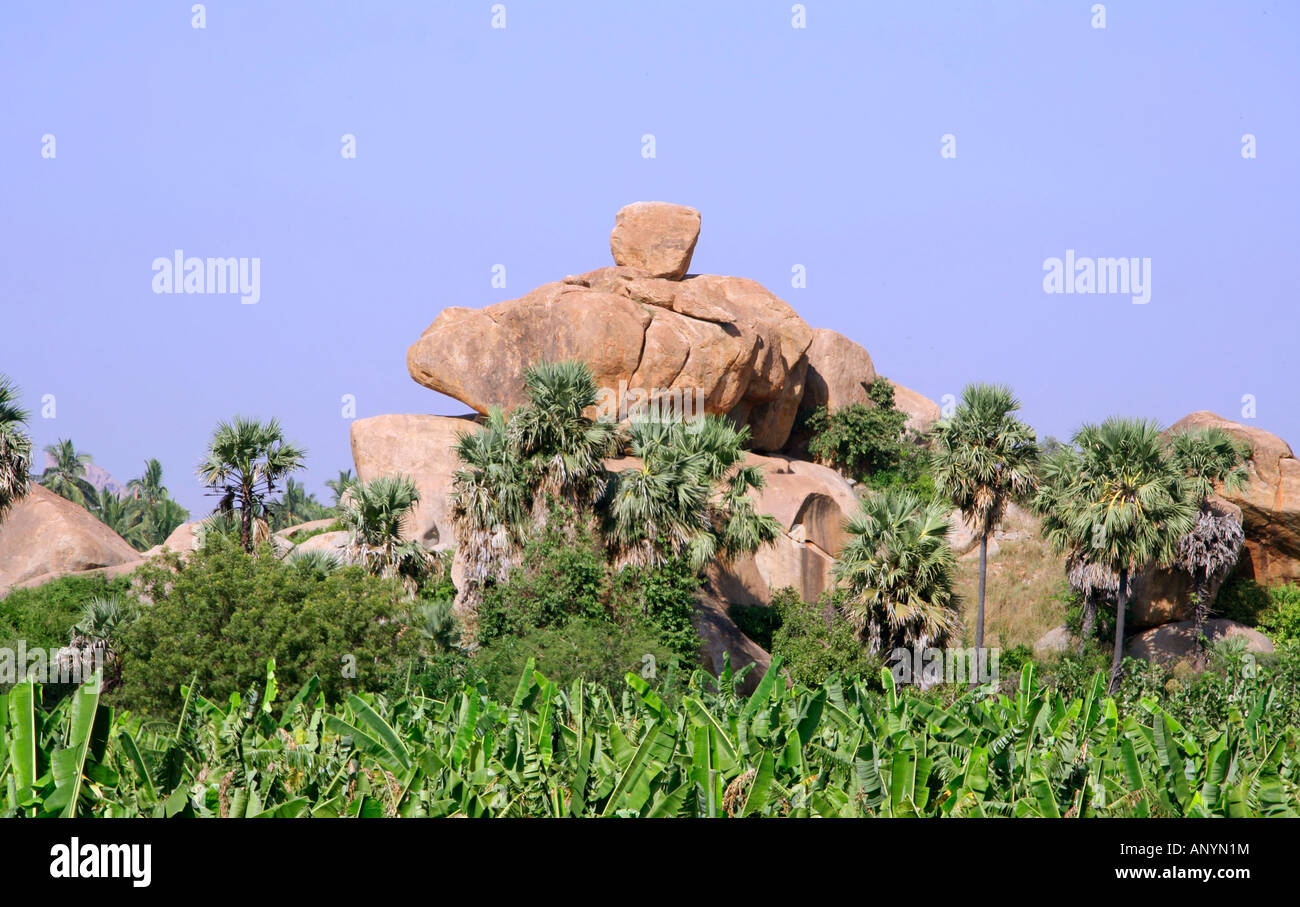 banana plantation in hampi india Stock Photo Alamy