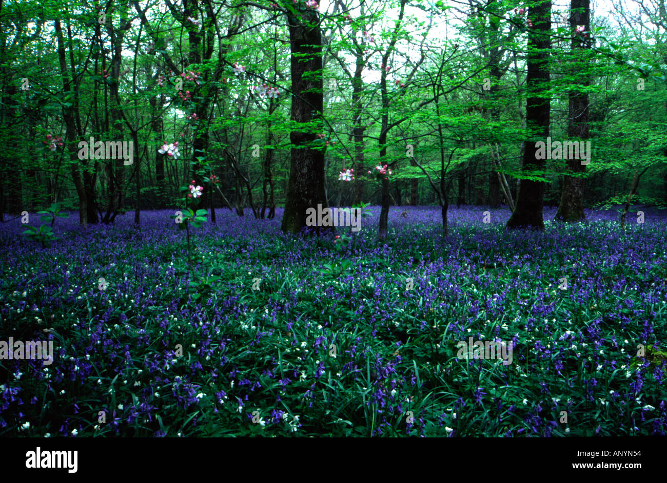 Bluebell Woods Stock Photo