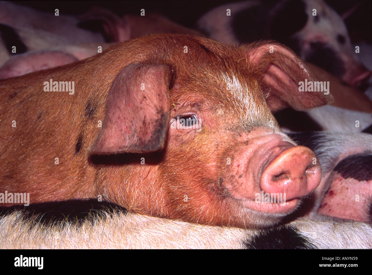 Ginger piglet lying her chin across other pigs backs Stock Photo