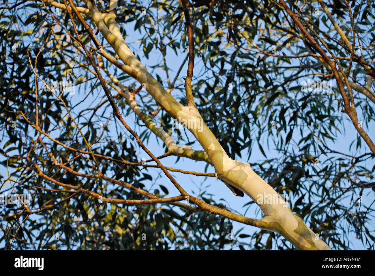 Eucalyptus coccifera Stock Photo