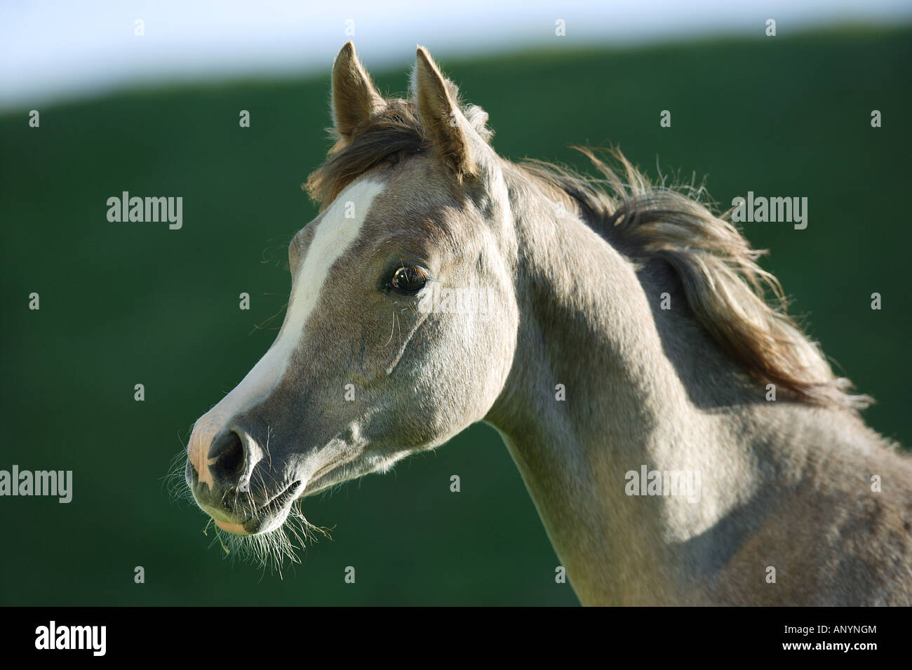 young Arabian horse portrait Stock Photo Alamy