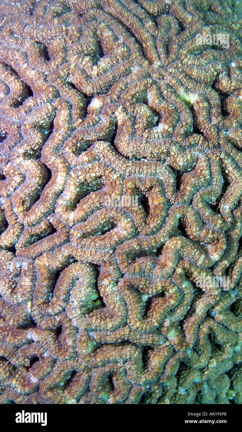 Detail of polyps of a mussid coral Montebello Islands Western Australia Stock Photo