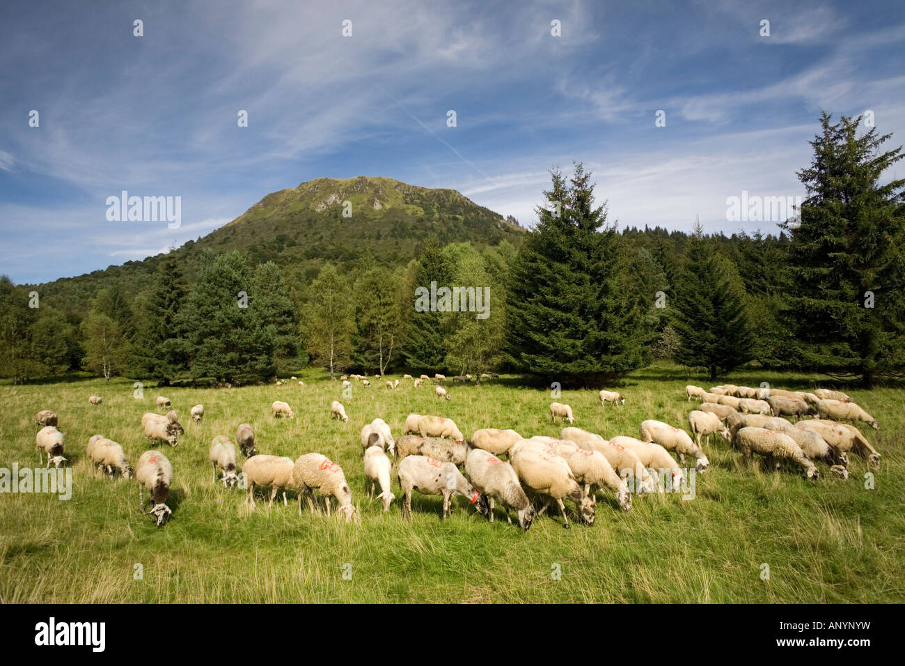 An extensive sheep breeding (Ovis aries) at the Puy de Dôme volcano foot. Elevage extensif d'ovins au pied du volcan Puy-de Dôme Stock Photo