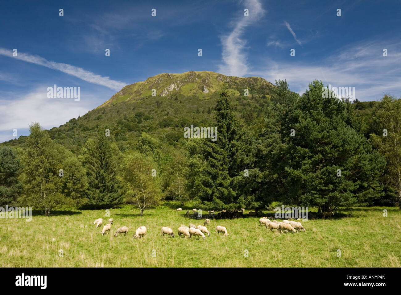 An extensive sheep breeding at the Puy de Dôme foot (France). Elevage extensif d'ovins (Ovis aries) au pied du Puy-de Dôme. Stock Photo
