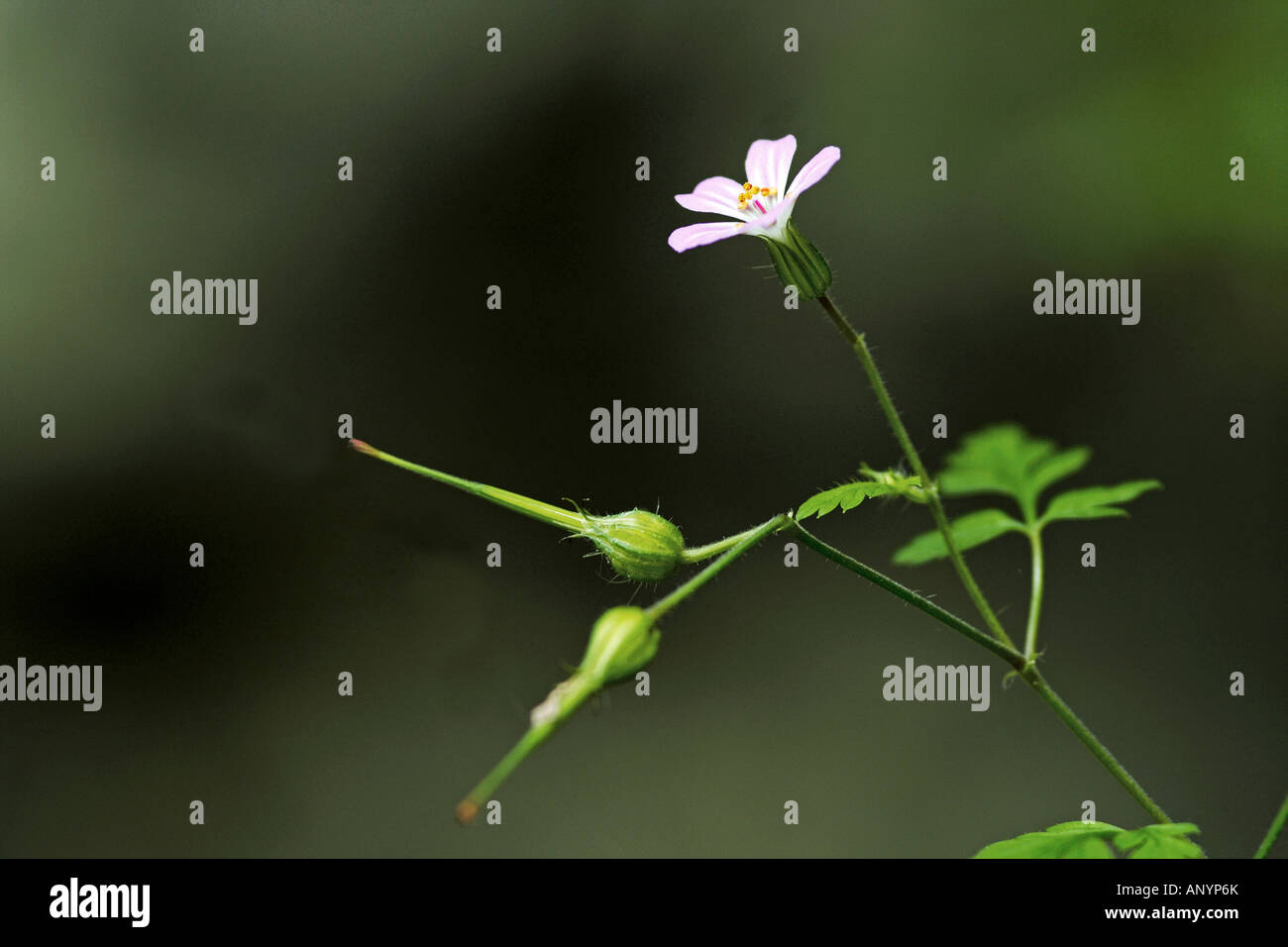 small Geranium - blossom / Geranium pusillum Stock Photo