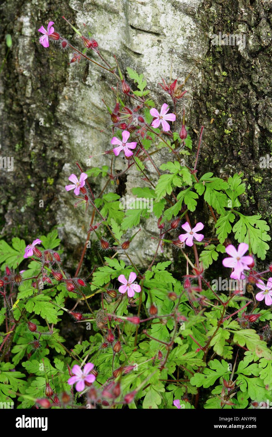 small Geranium at tree trunk / Geranium pusillum Stock Photo
