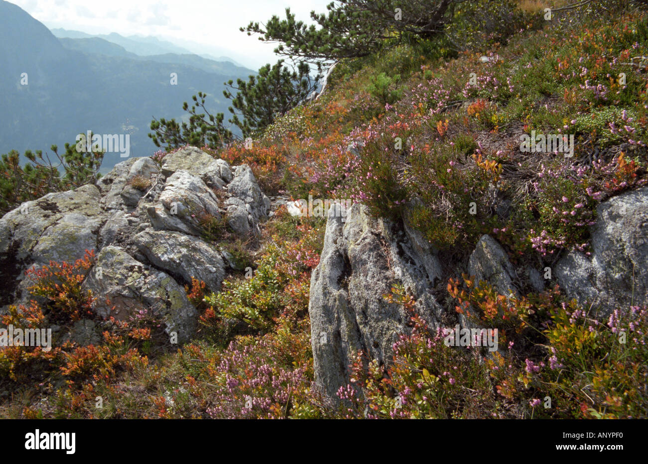 Alpine plants crawling on the ground in Gastein area Alps Austria Stock Photo