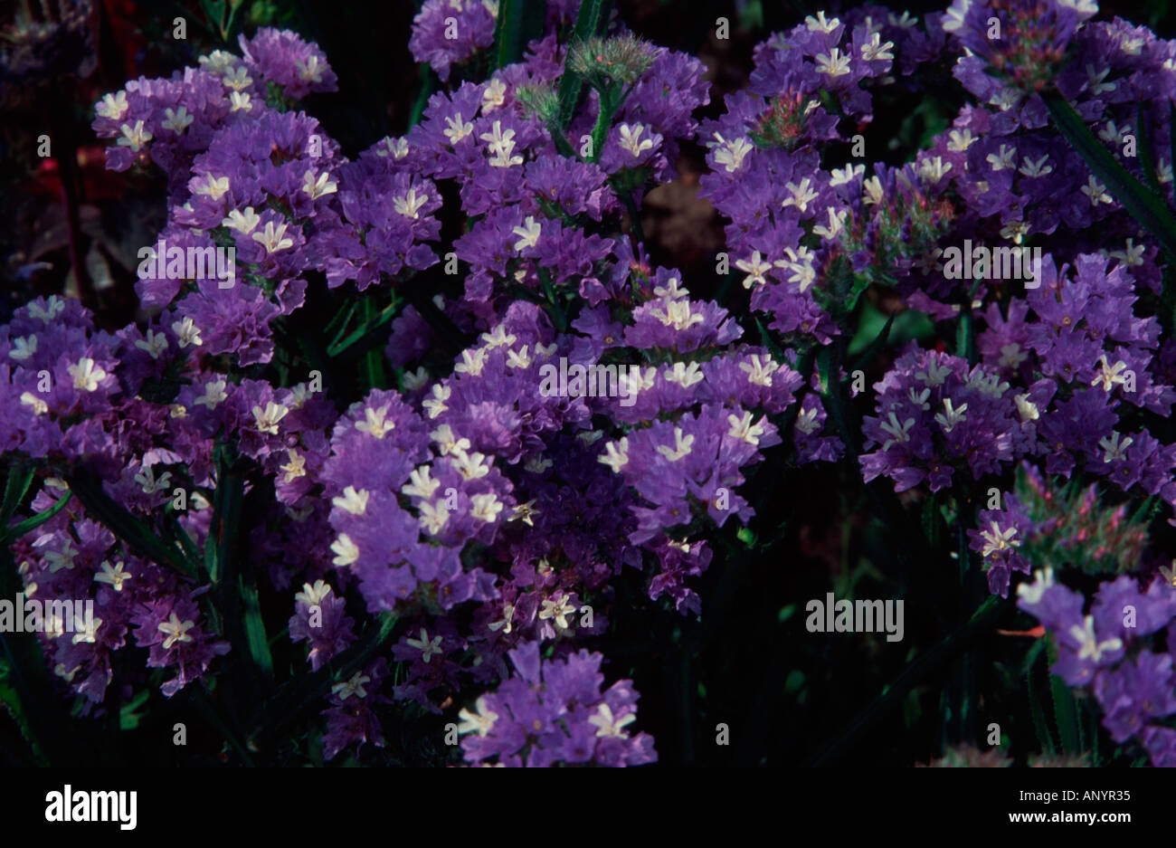 Purple Limonium Sinuatum Azure, Kew Gardens, Surrey, UK Stock Photo
