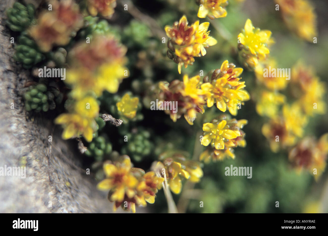 Close-up of Saxifrage Saxifraga azioides flowers in Pirin National Park Bulgaria Stock Photo