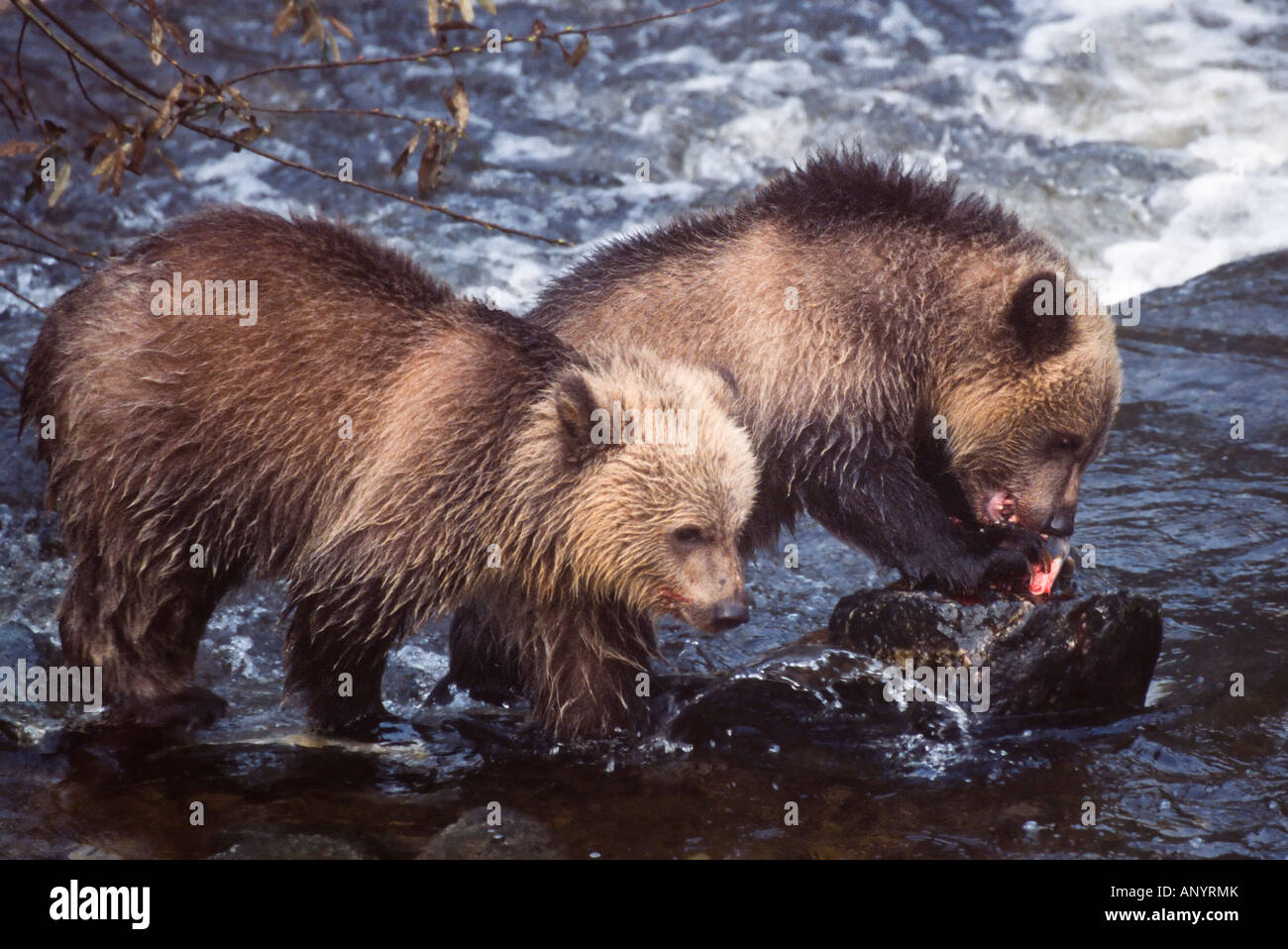 Two grizzly brown bear cubs standing on rocks in water one eating a salmon the other watching Stock Photo