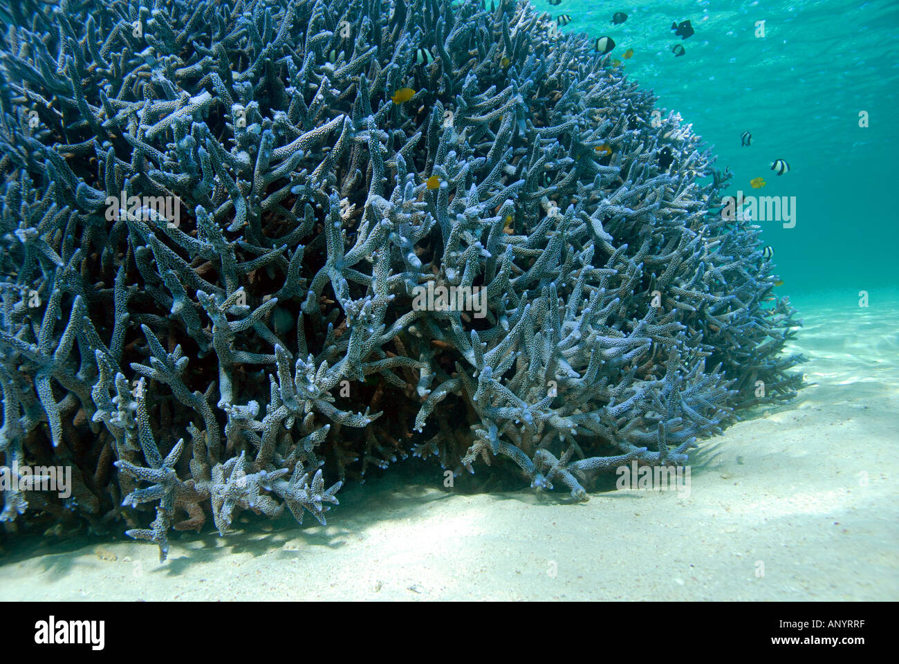 Healthy coral with fish in sheltered lagoon environment Stock Photo