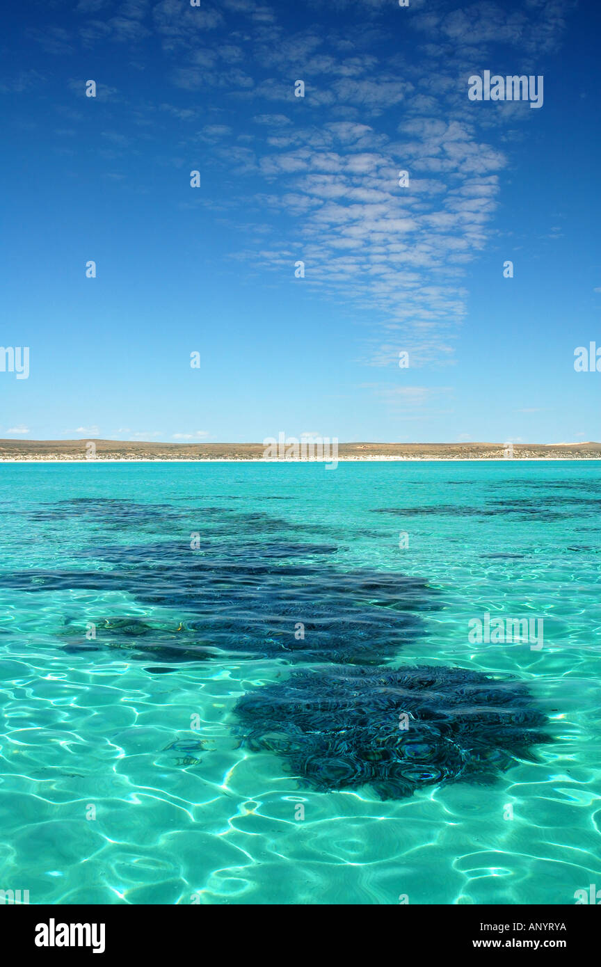 Healthy coral in the lagoon of Ningaloo Marine Park, Western Australia Stock Photo
