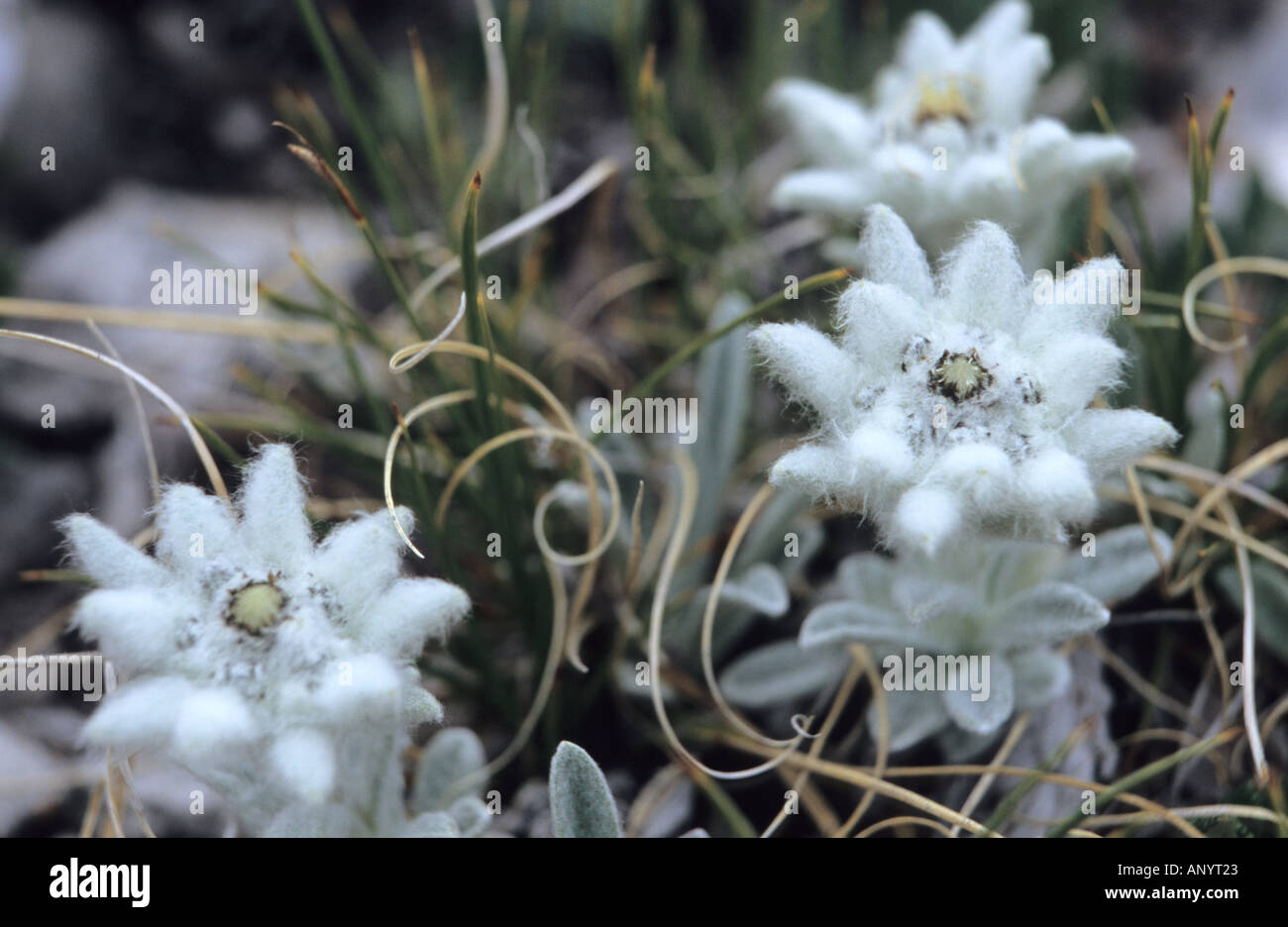 Close Up Of Edelweiss Leontopodium Flower Edelweiss In Pirin National Park Bulgaria Stock Photo Alamy