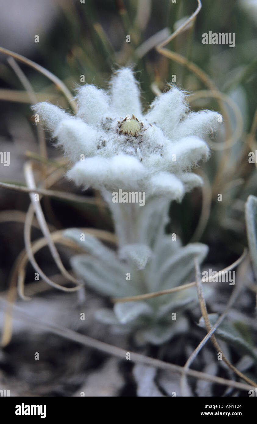 Close-up of Edelweiss Leontopodium alpinum flower in Pirin National Park Bulgaria Stock Photo