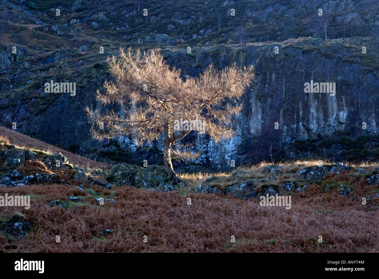 backlit winter tree in watendlath valley cumbria Stock Photo