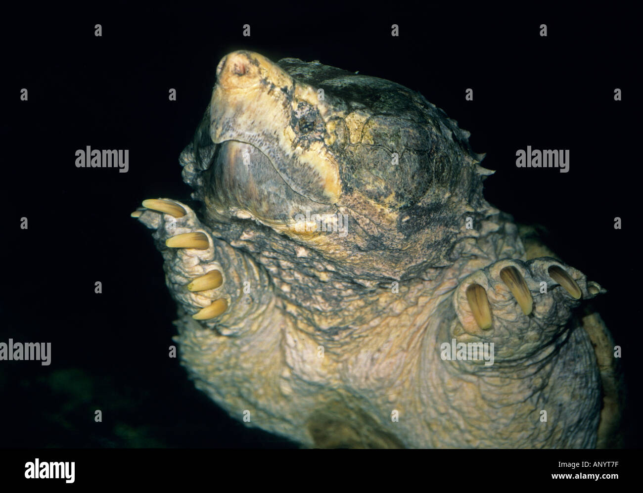 Alligator Snapping Turtle (Macroclemys temmincki) TENNESSEE AQUARIUM Captive, Underwater Stock Photo