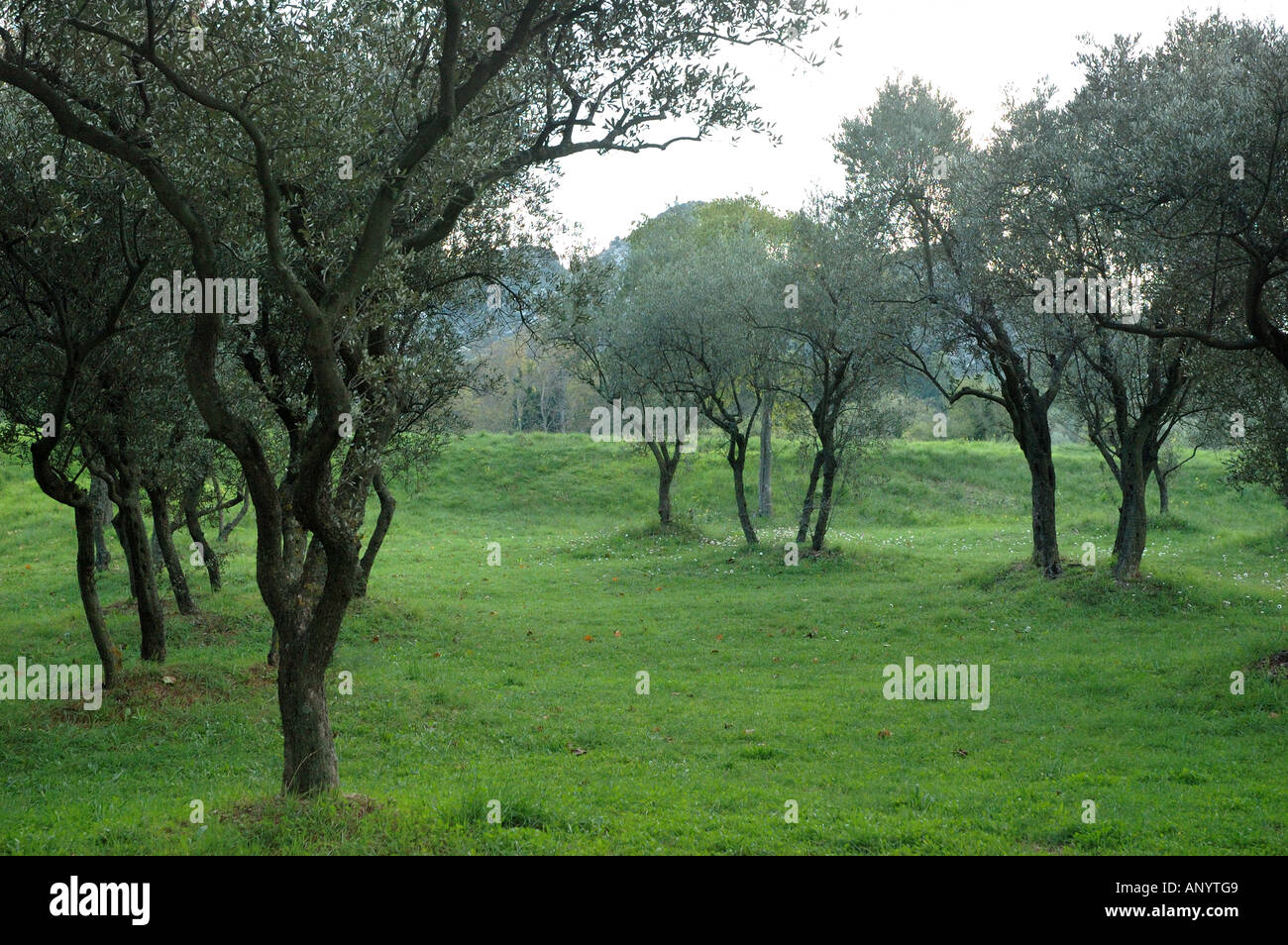 France, St. Remy de Provence, olive trees at St.PauldeMausole