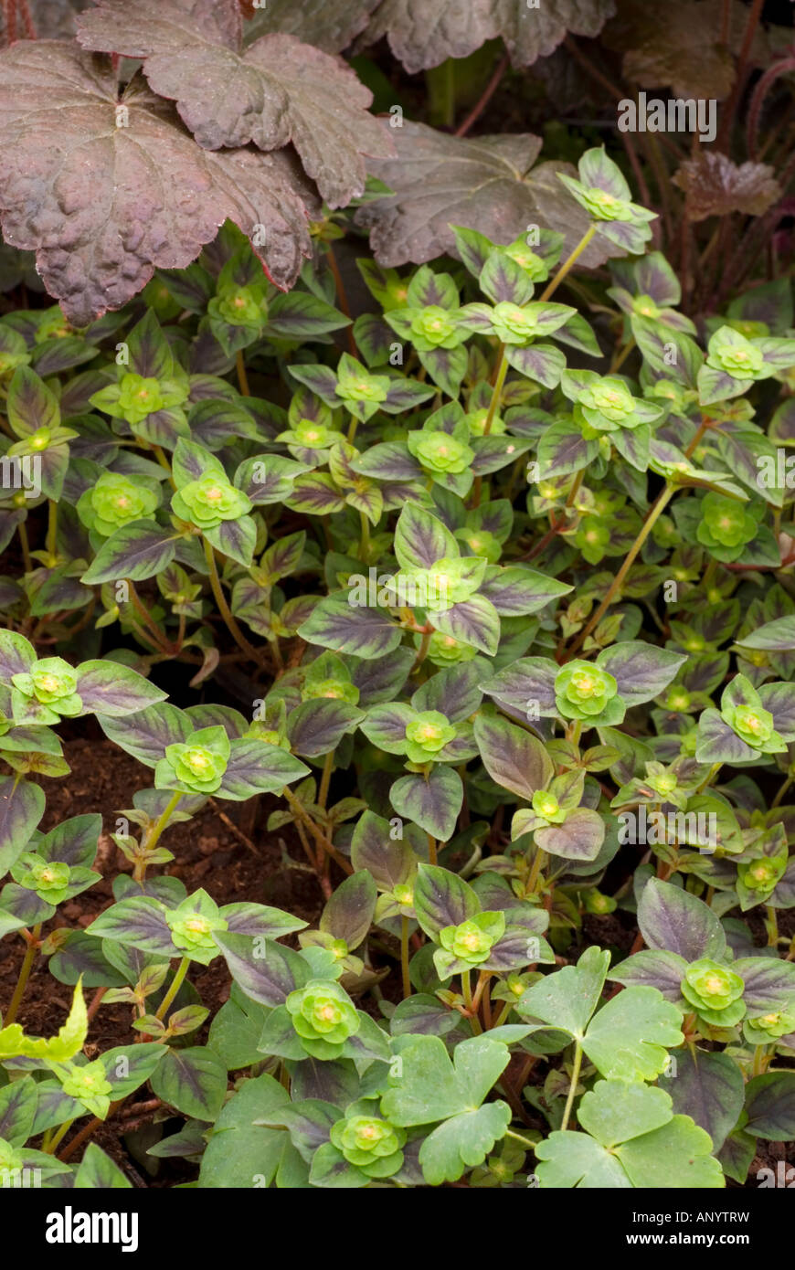 Lysimachia congestiflora ‘Persian Carpet’ (Persian Carpet Moneywort) Ornamental foliage leaves. Good background image. Stock Photo