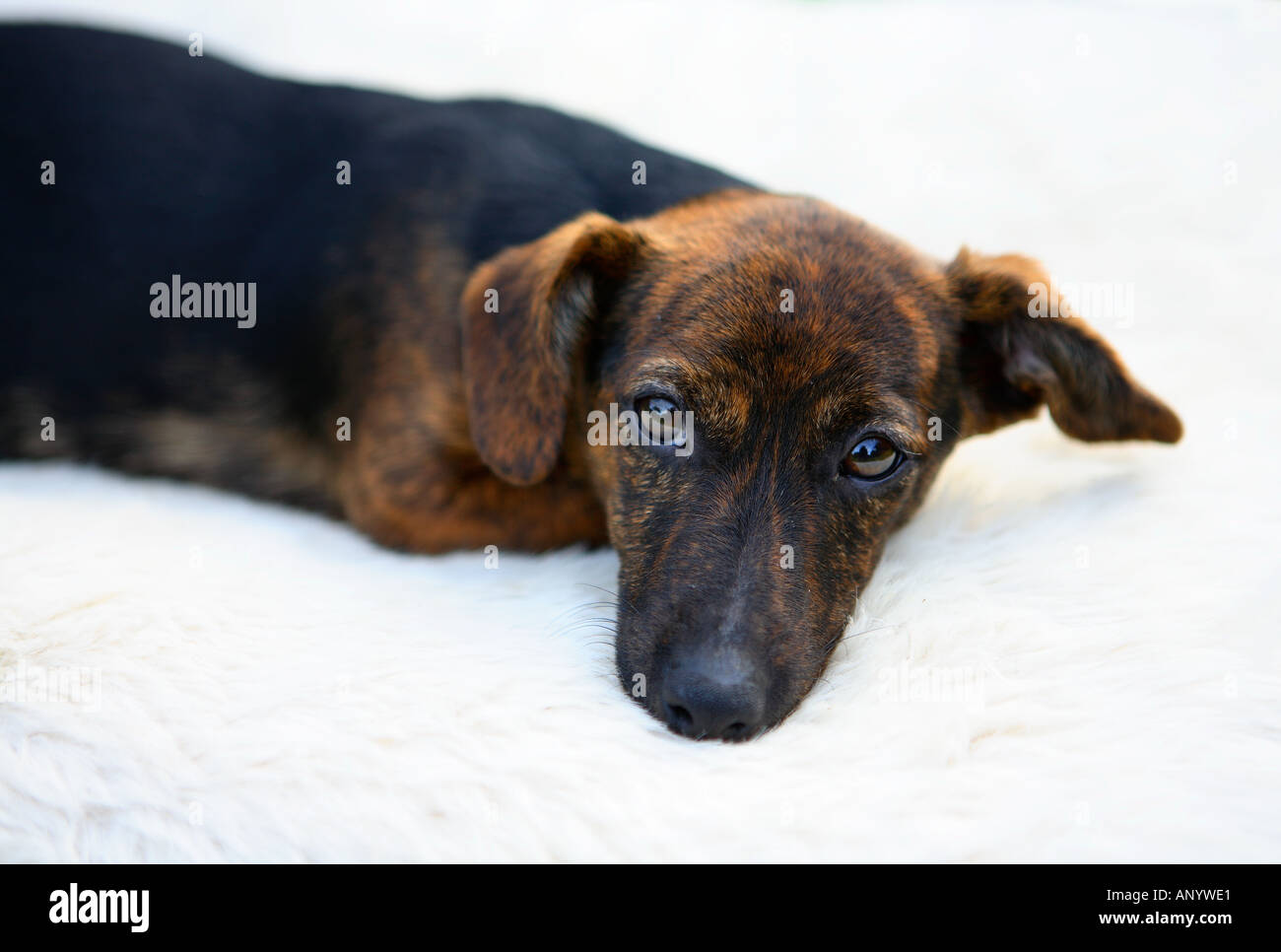 Black Tan Jack Russell Terrier High Resolution Stock Photography and Images  - Alamy