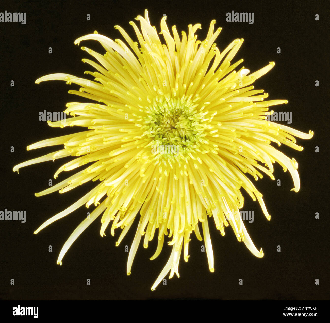 Close up of a Yellow Spider Mum on a Black Background Stock Photo