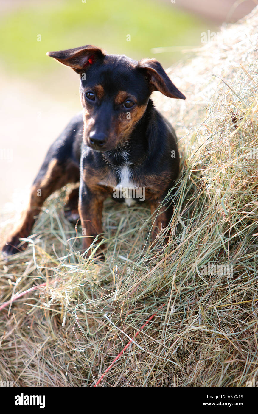 Black and tan jack russell hi-res stock photography and images - Alamy