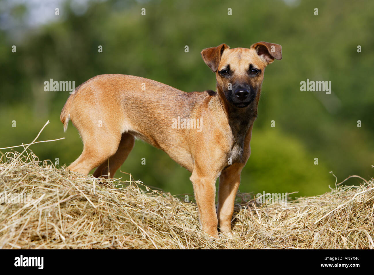 Jack Russell Cross Patterdale Terrier Puppy On A Bed Of Hay England Stock Photo Alamy