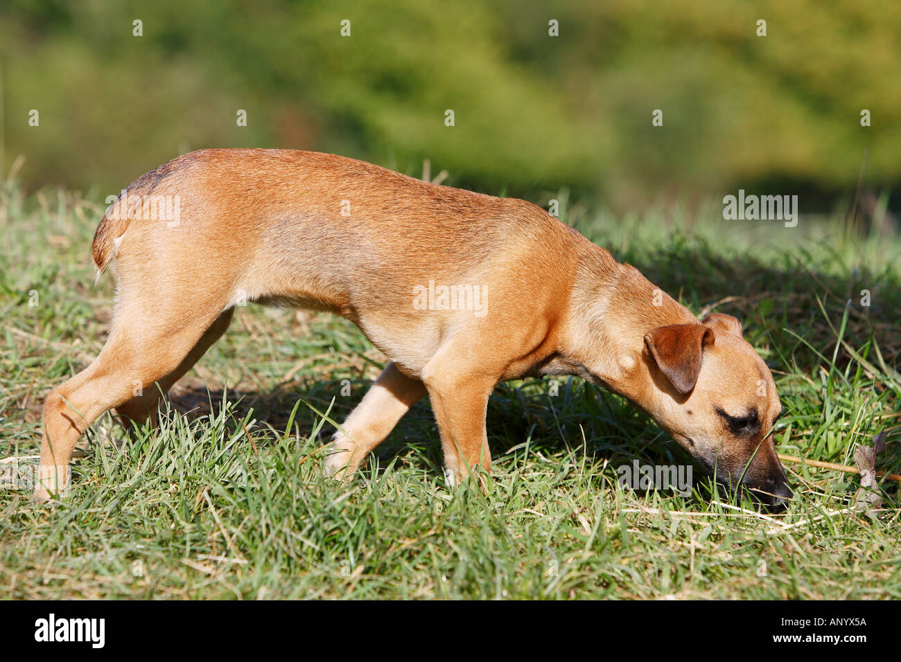 Jack Russell Cross Patterdale Terrier Puppy Sniffing At The Grass Stock Photo Alamy