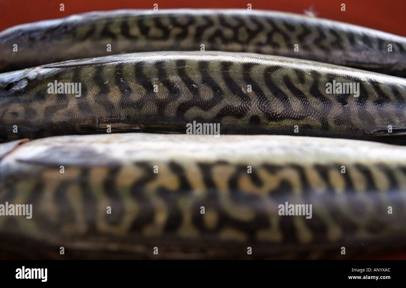 three mackerel on a teracotta dish Stock Photo